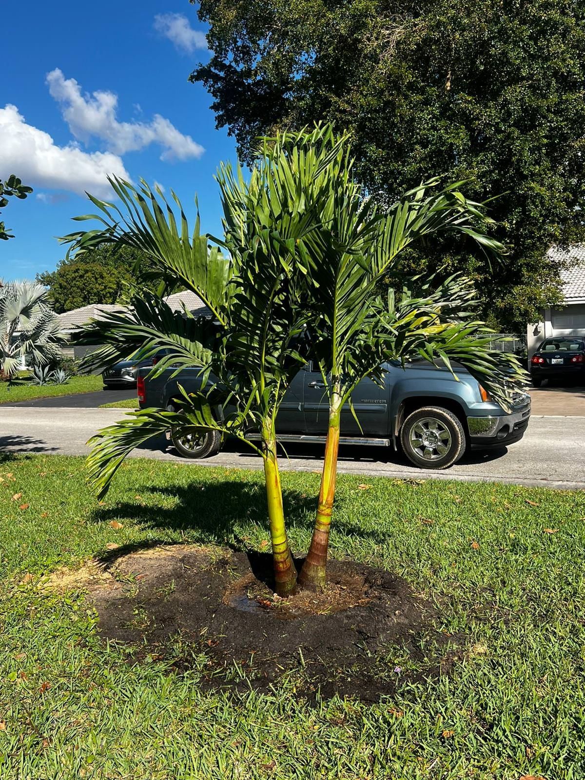 healthy and green palm trees