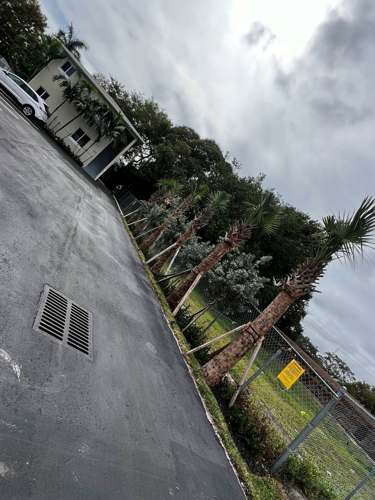 A parking lot with palm trees and landscape work