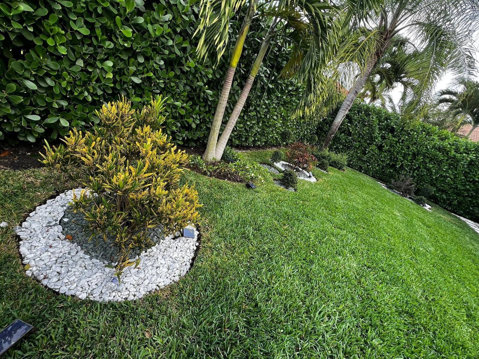 A lush green lawn with a small tree in the middle of it.