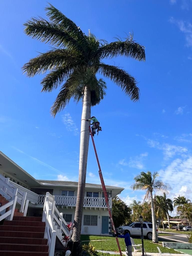  palm tree trimming services