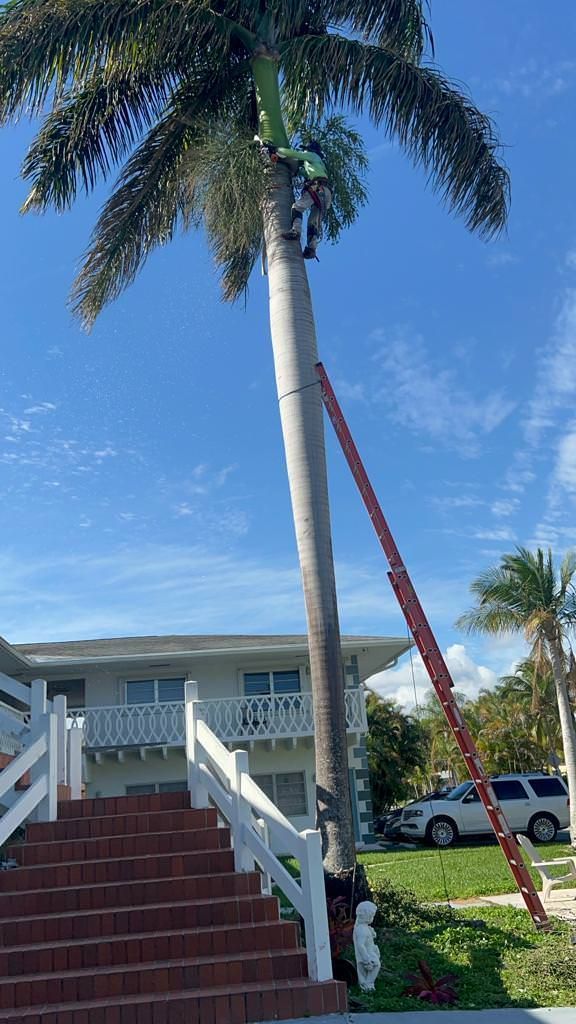palm tree trimming