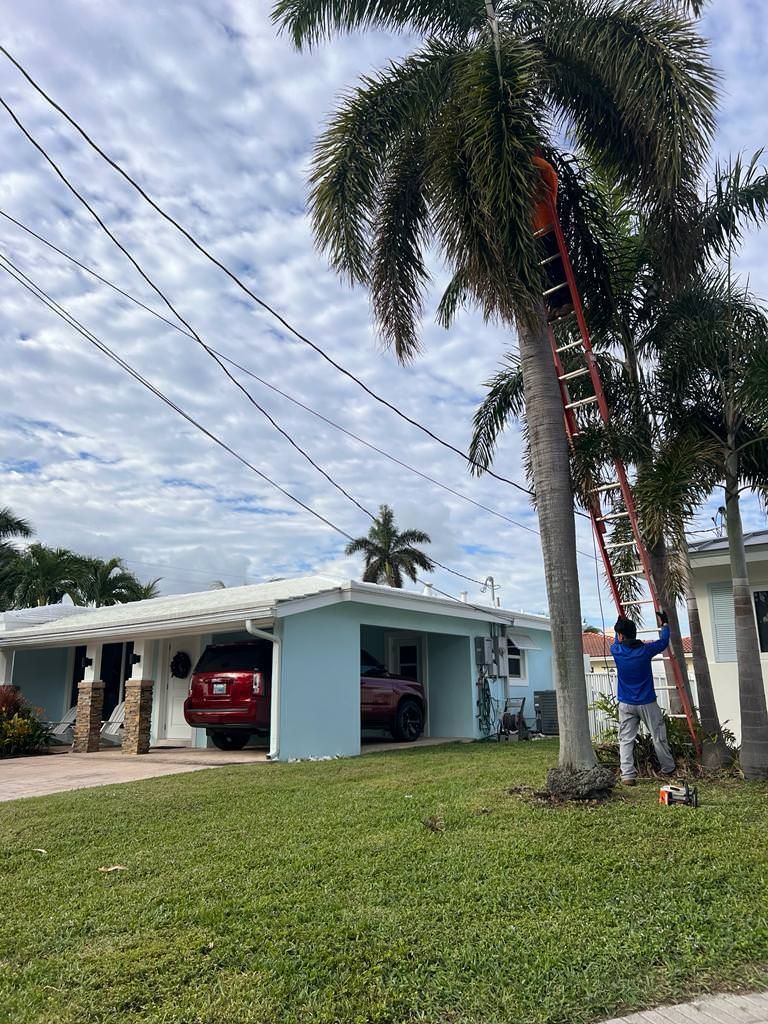 palm tree in front of a house.