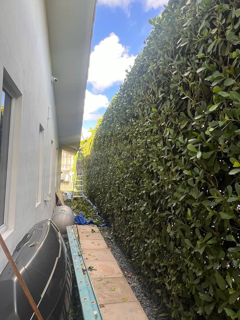 A large hedge along the side of a house.