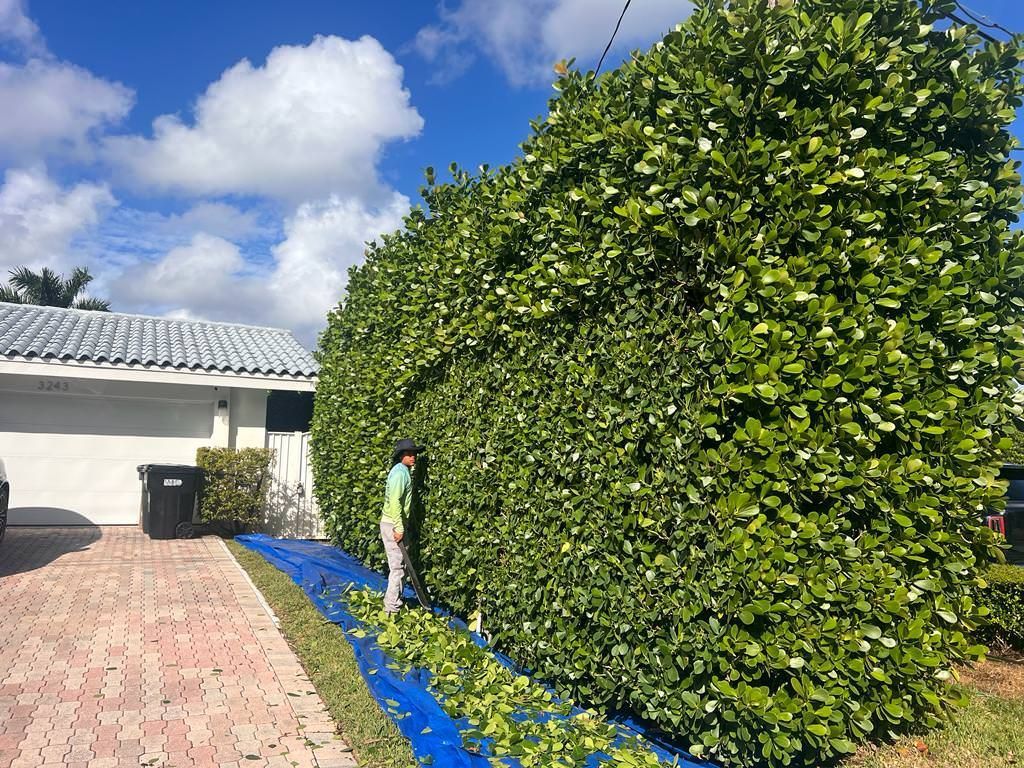 Professional trimming a hedge in front of a house.