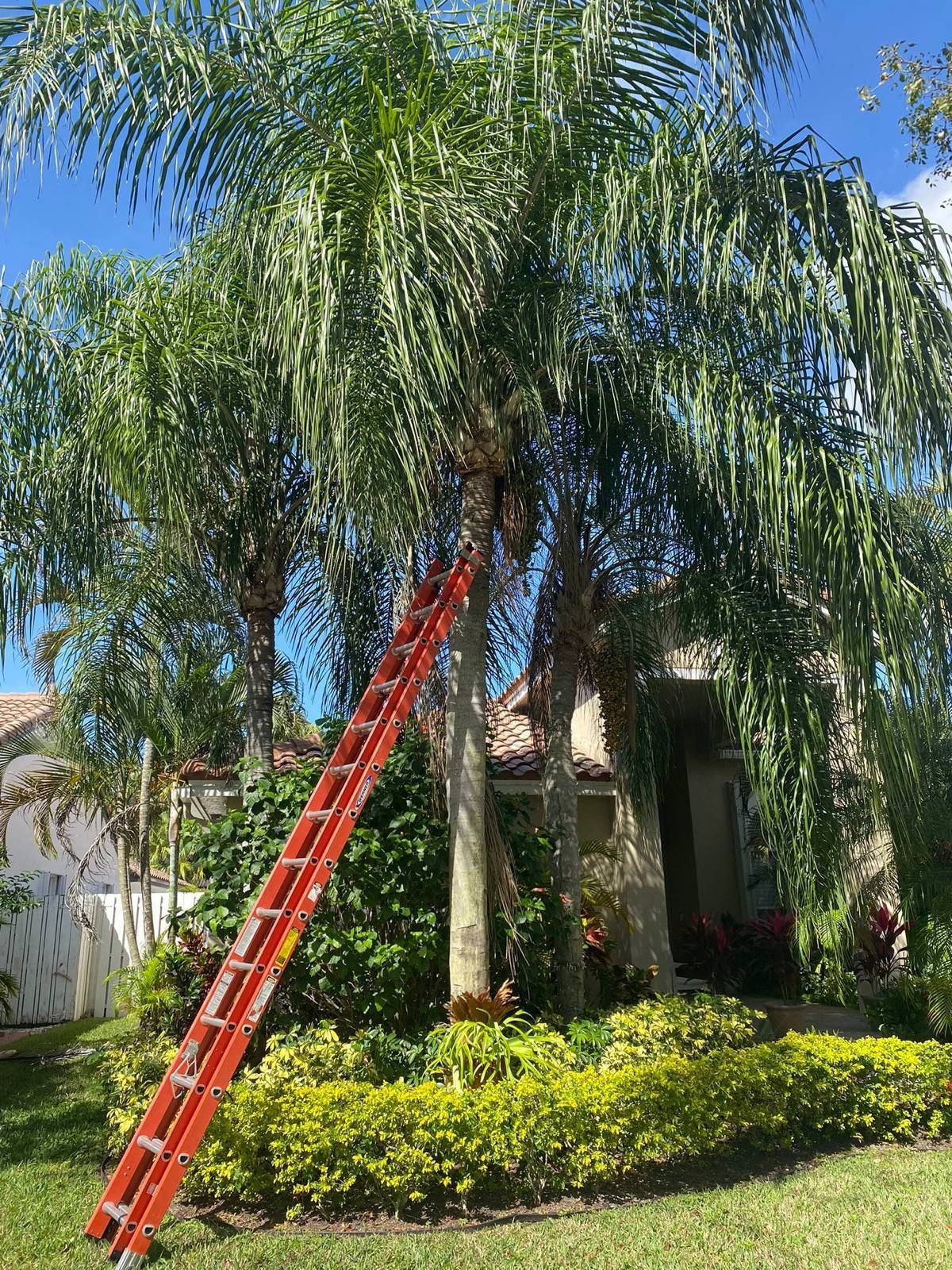 trimming a palm tree in front of a house