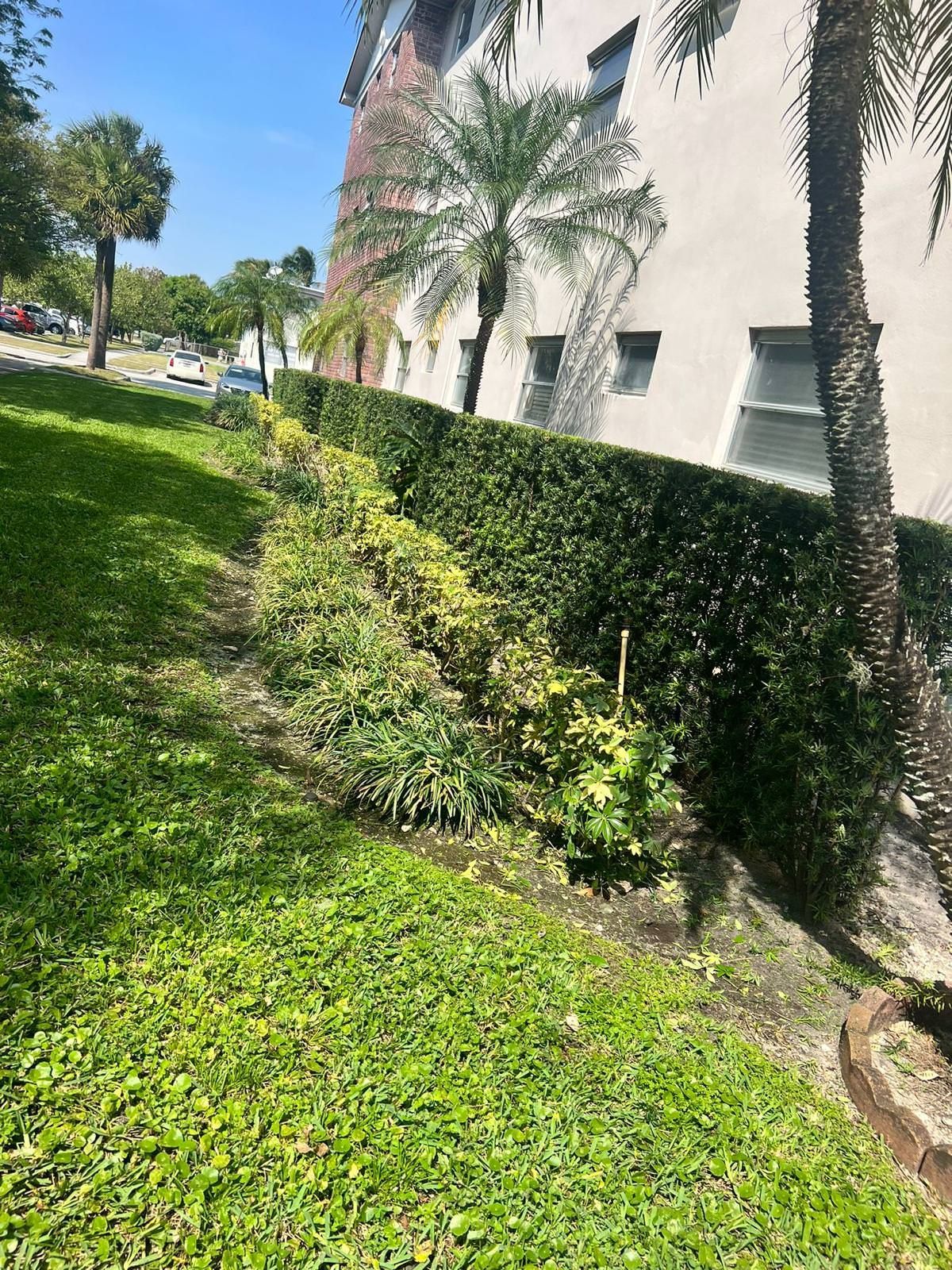 A lush green lawn next and healthy palm trees.