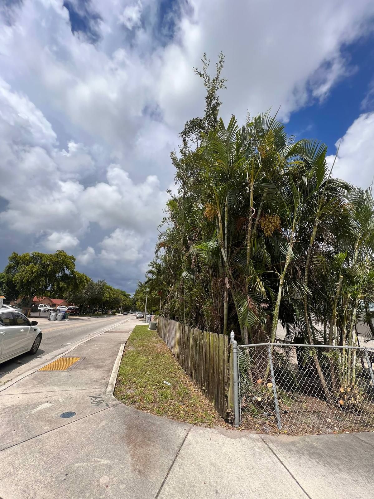 palm trees for residential garden