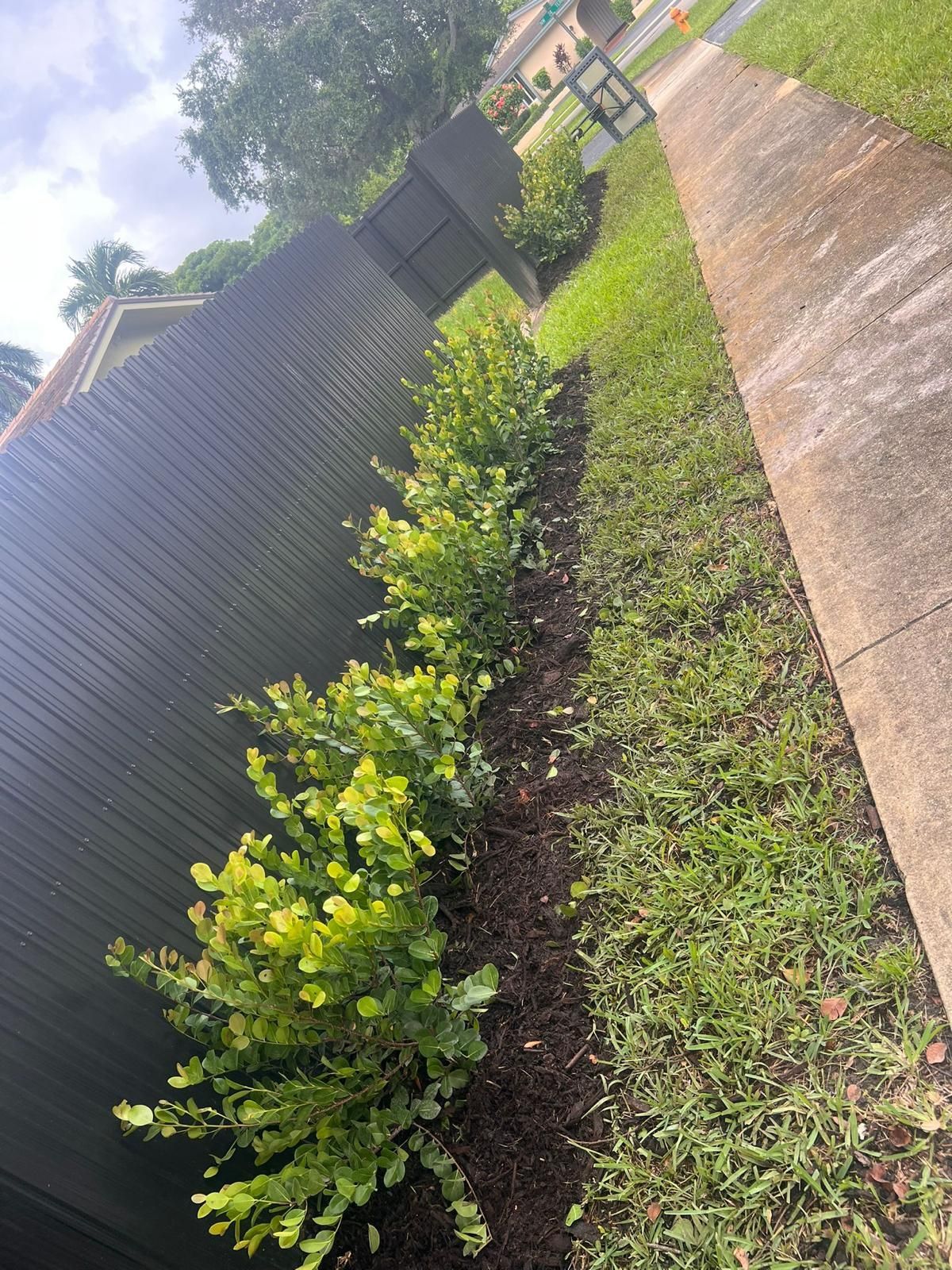  green bushes surrounding fence and sidewalk
