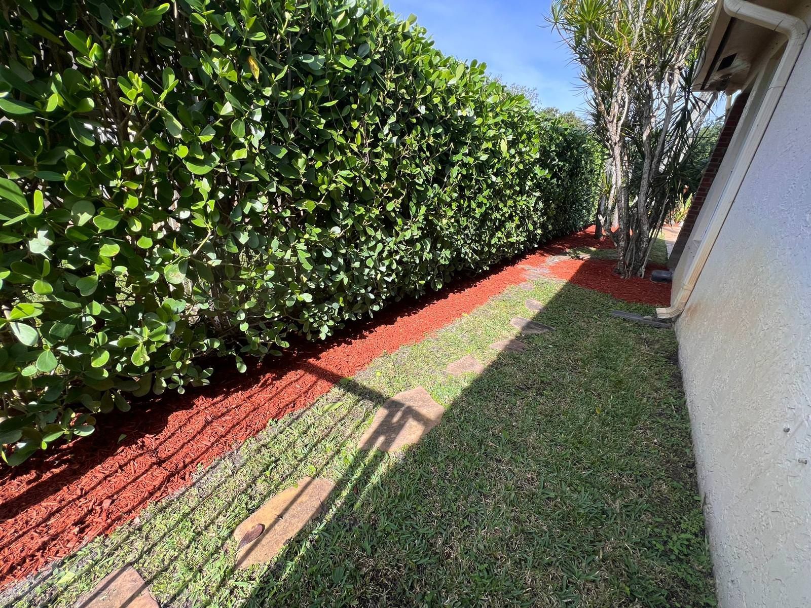 A lush green hedge is surrounded by red mulch in a backyard.