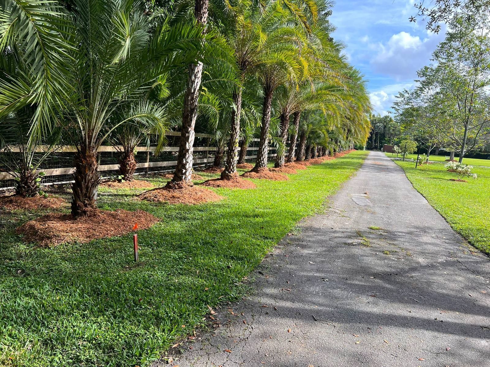 A path going through a lush green field with palm trees and a wooden fence.