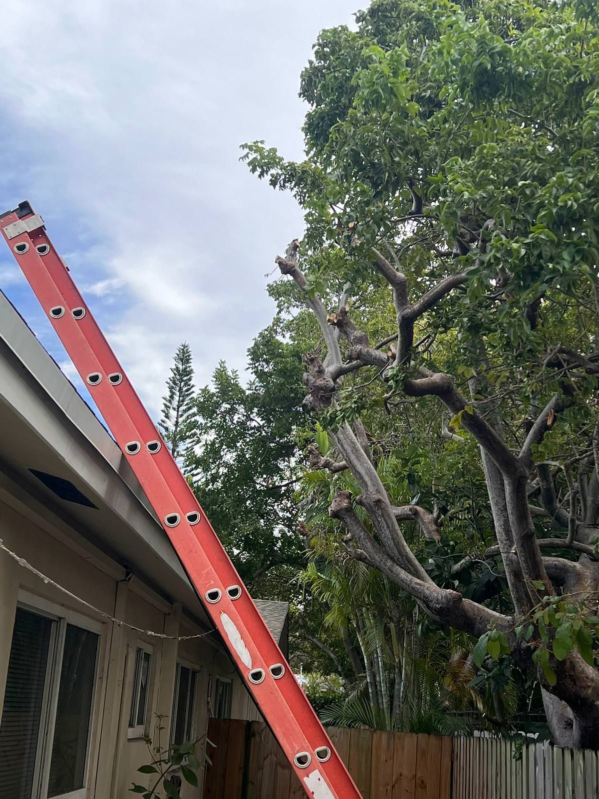 Tree trimming services