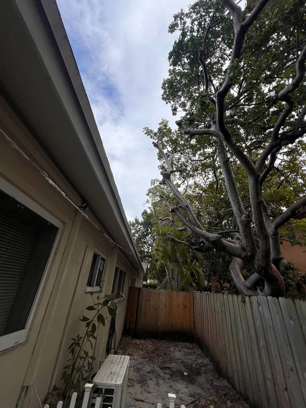 large and healthy tree in the backyard.