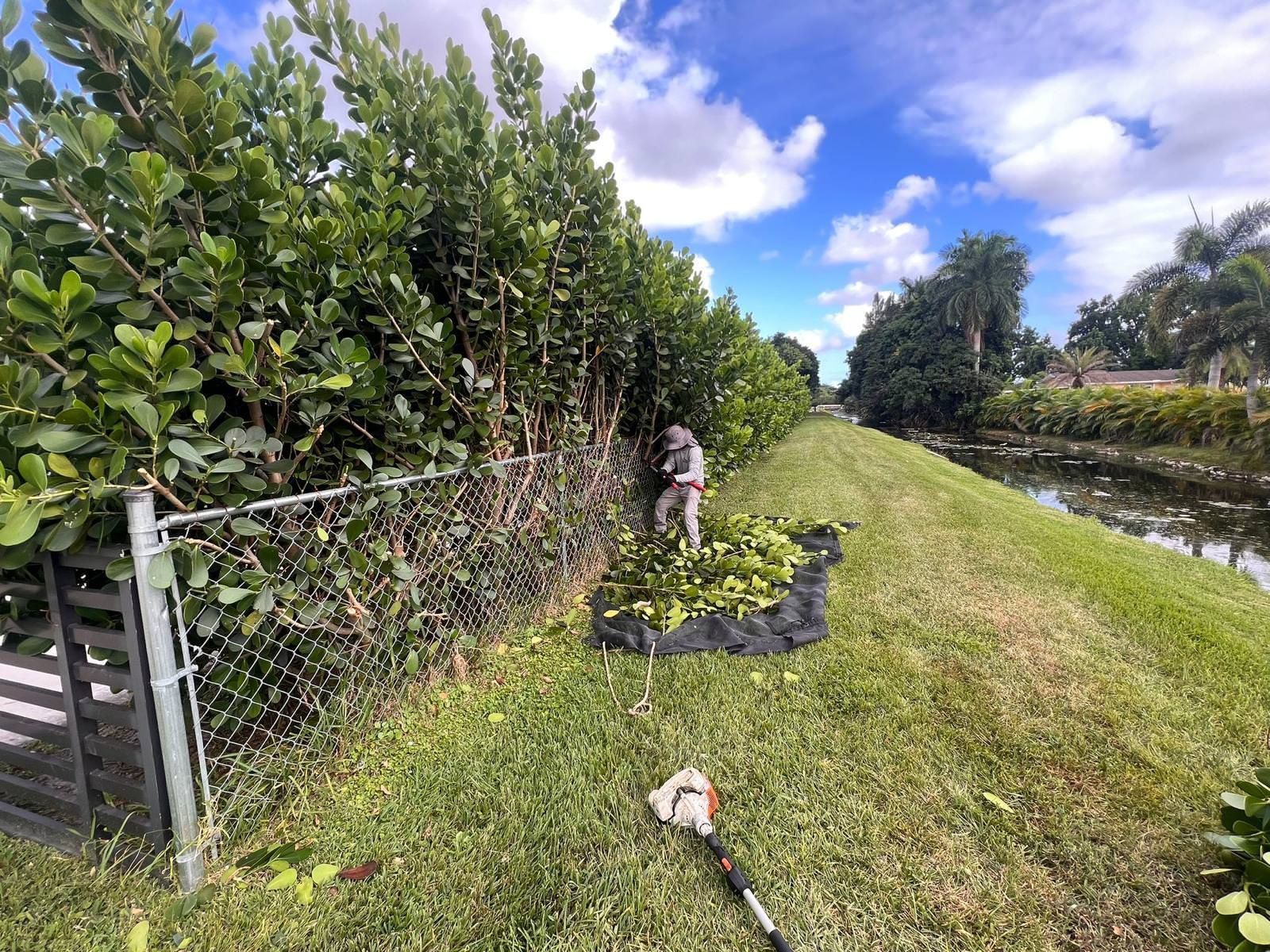 professional landscaper cutting a hedge next to a chain link fence.