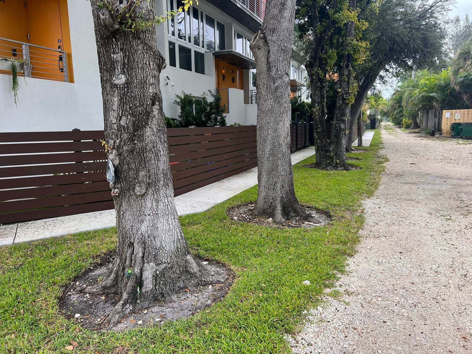 tropical trees along a sidewalk in front of a house.