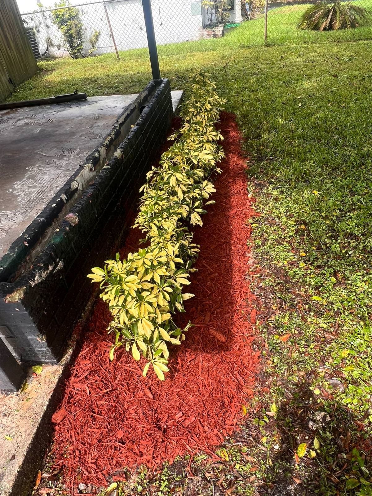 tropical plants growing in a garden with red mulch.