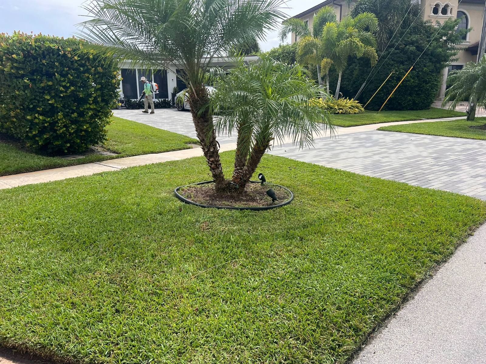A lush green lawn with a palm tree in the middle of it