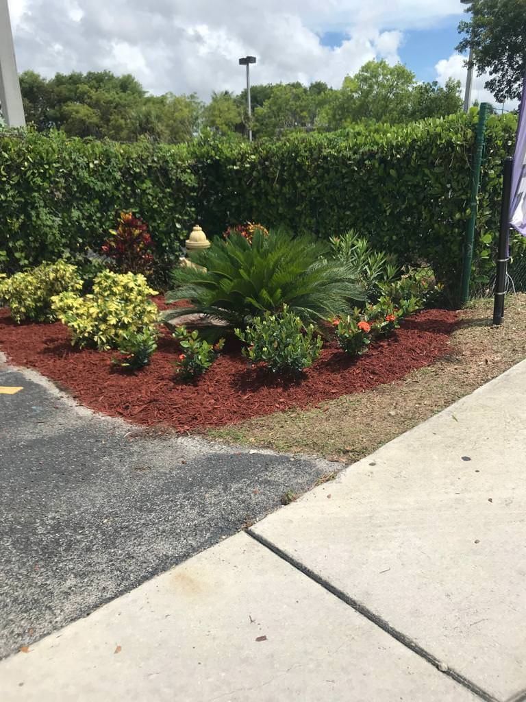 A lush green garden with red mulch and a palm tree 