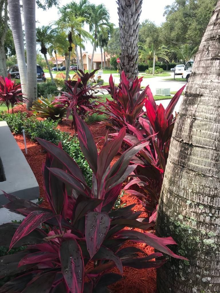 A row of plants with red leaves next to a palm tree.