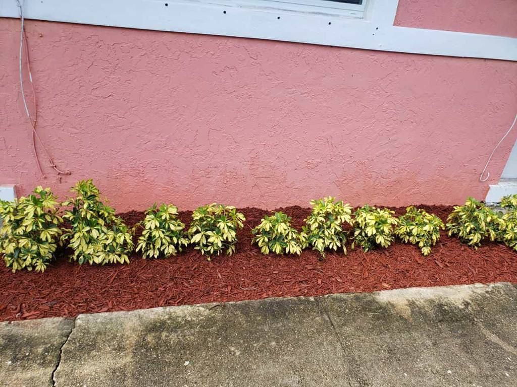 A row of plants are growing in front of a pink building.