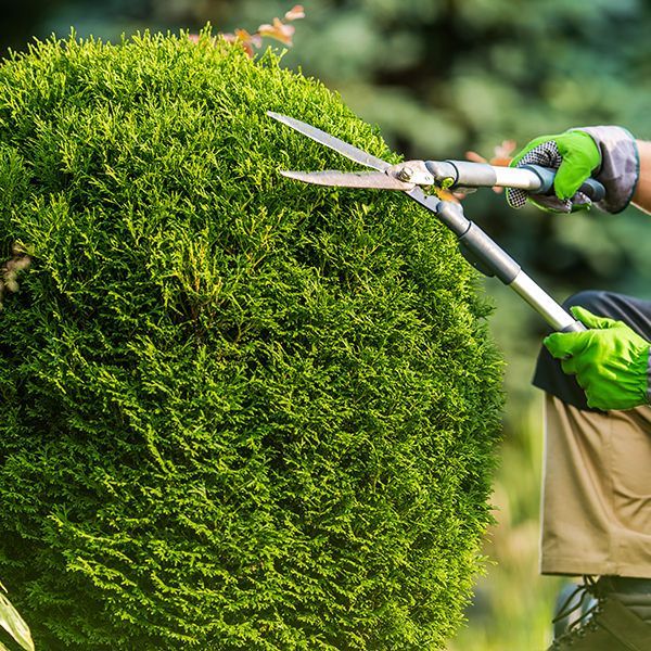 A person is cutting a bush with a pair of scissors.
