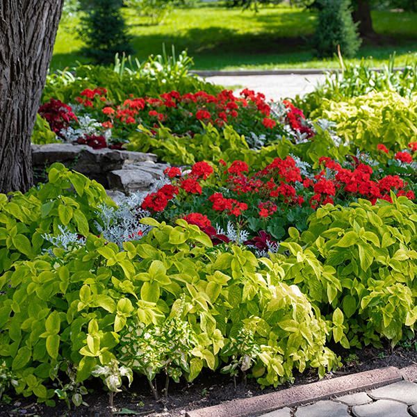 A garden with red flowers and green leaves