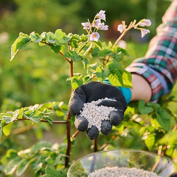 A person is holding a handful of fertilizer in front of a plant.