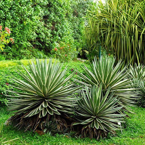 tropical plants growing in green garden.