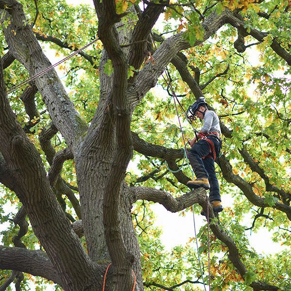 Professional doing tree trimming services