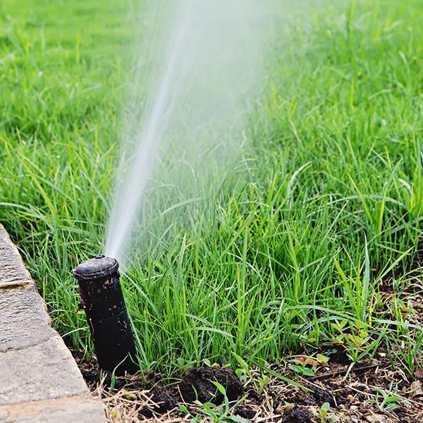 A sprinkler is spraying water on a lush green lawn.