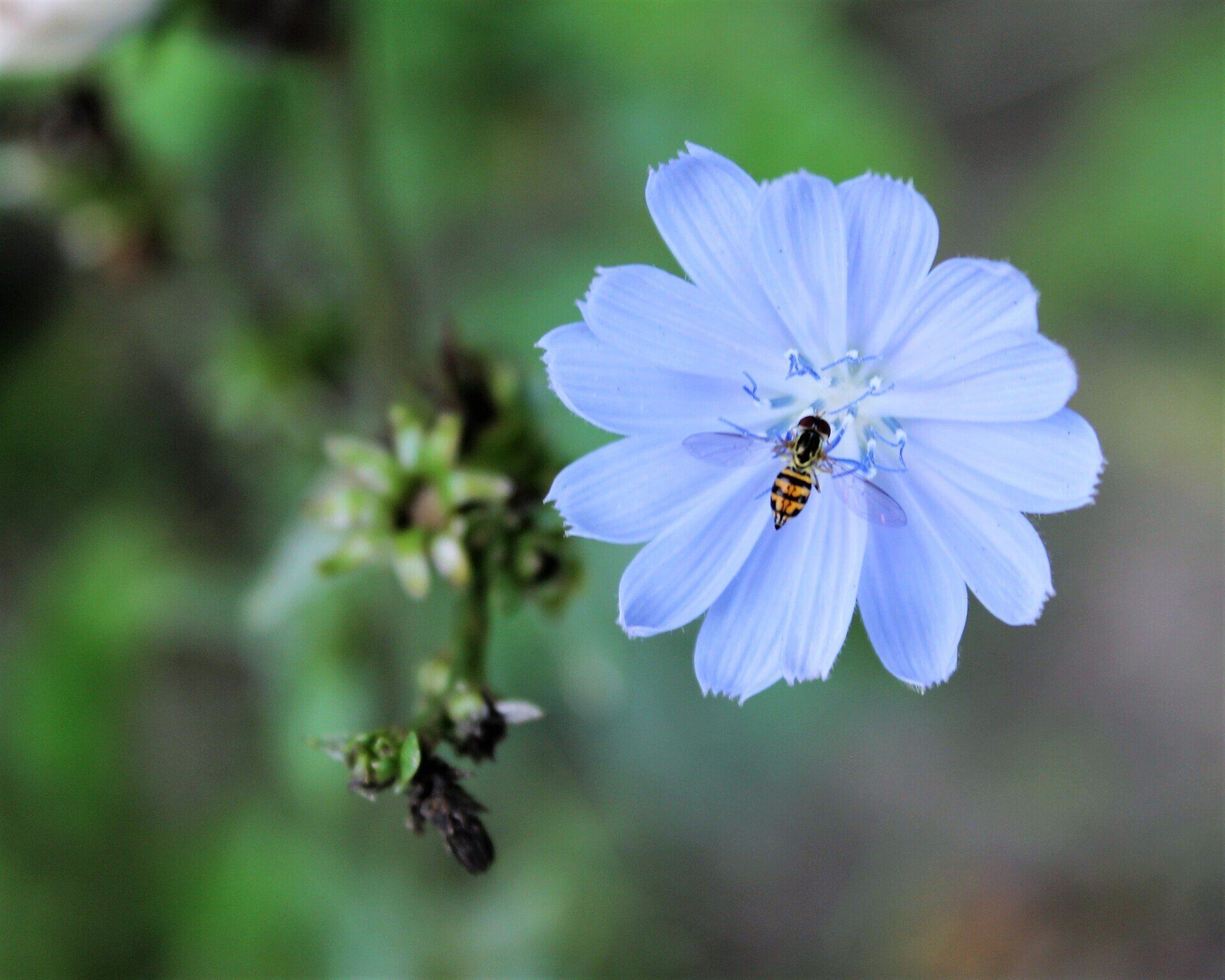 2022 Art Show Winner - Lavender Honey