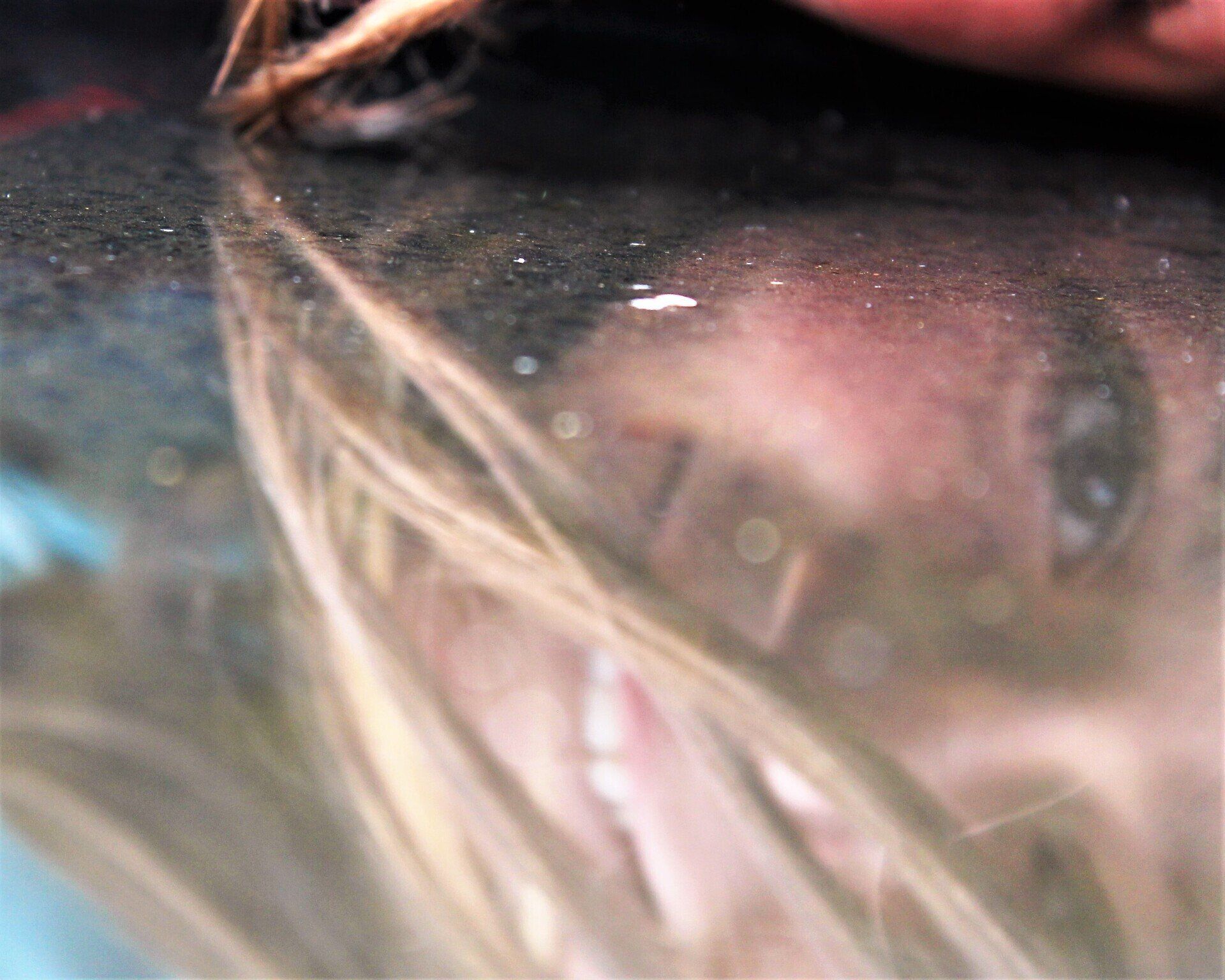 2022 Art Show Winner - Puddle Reflection