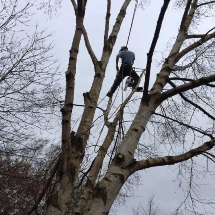 Greenleaf Tree & Property Services Tree Services Shrub Pruning