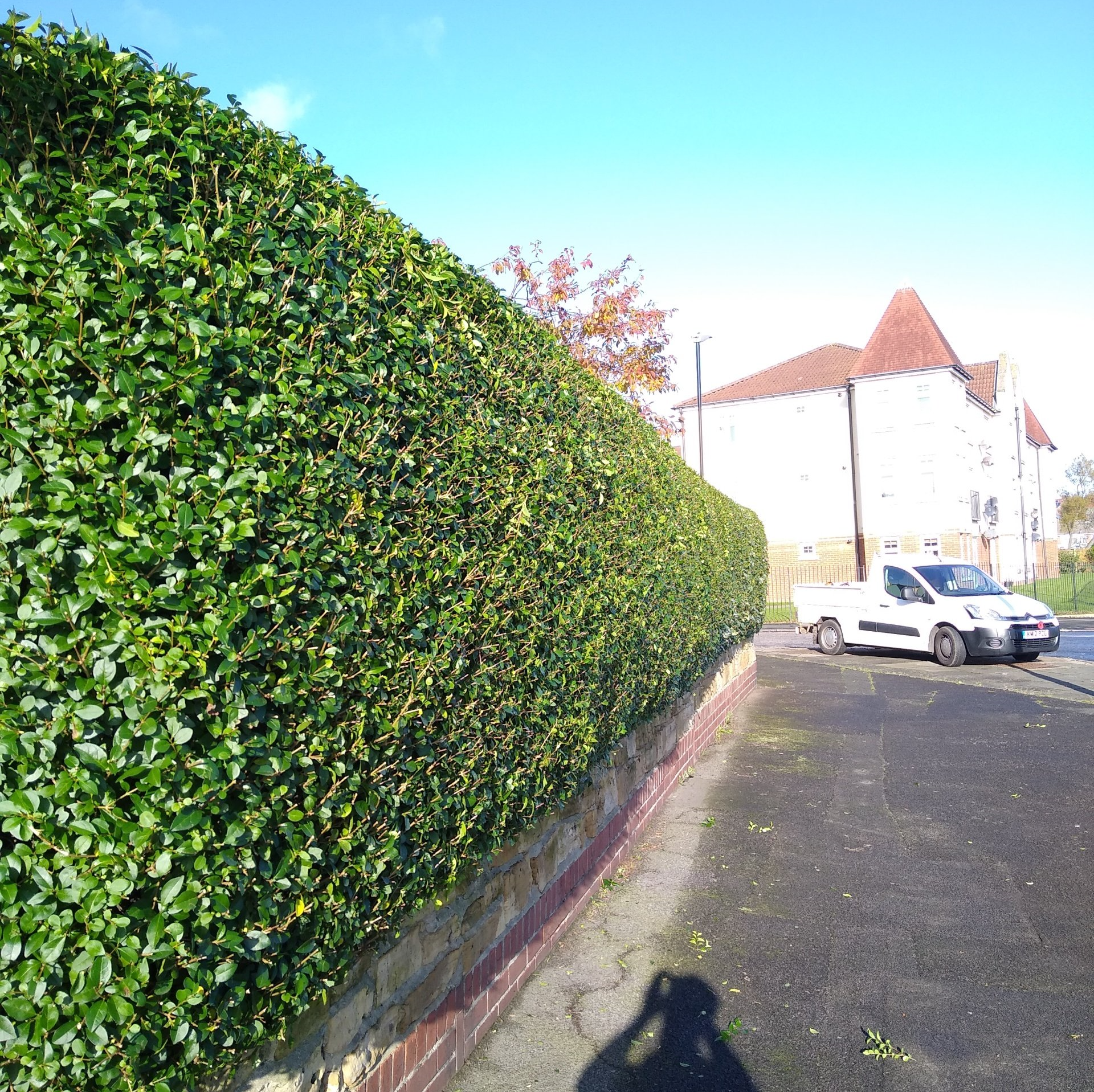 Our hedge trimming services include trimming and maintenance
