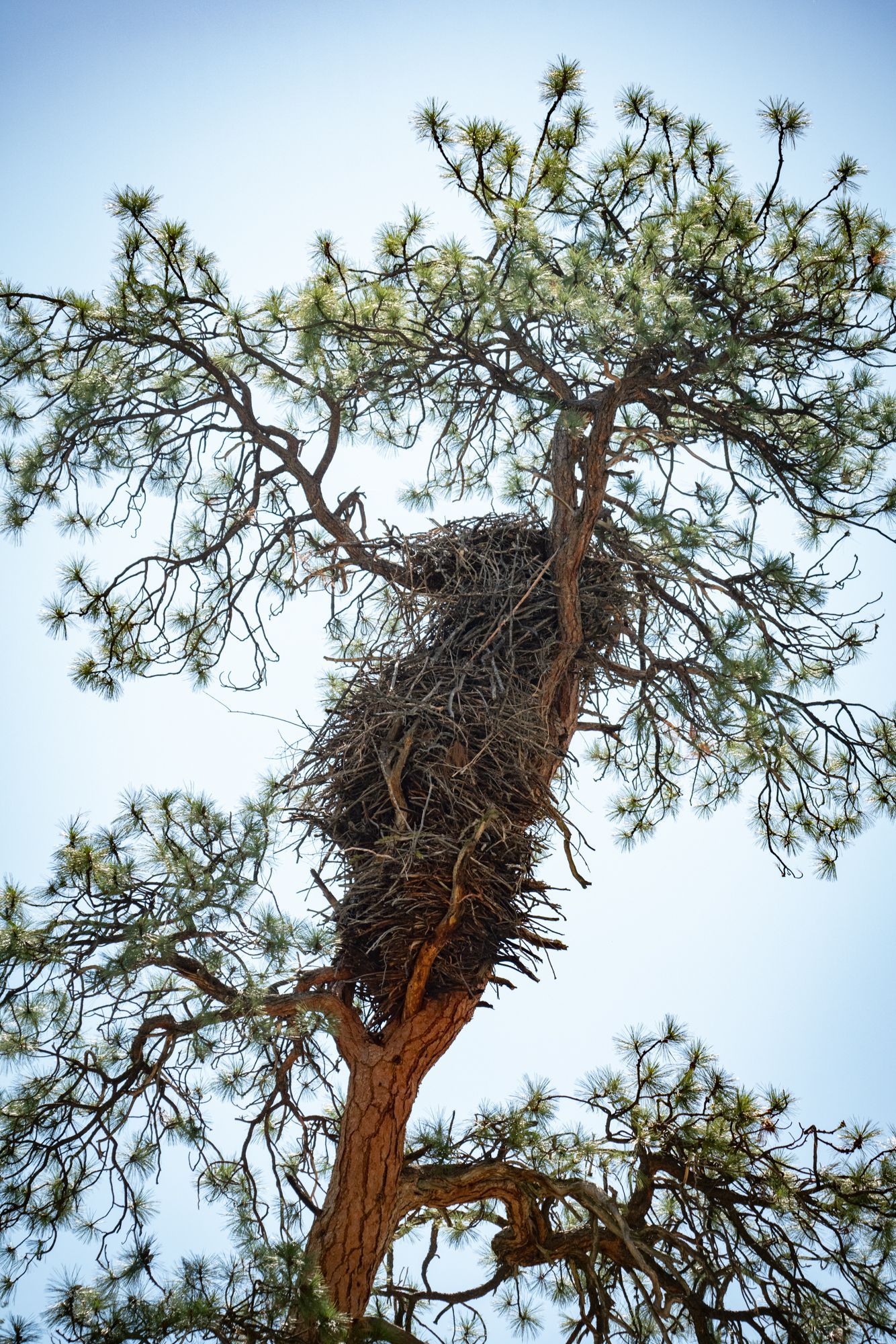 A bird nest is sitting on top of a pine tree.