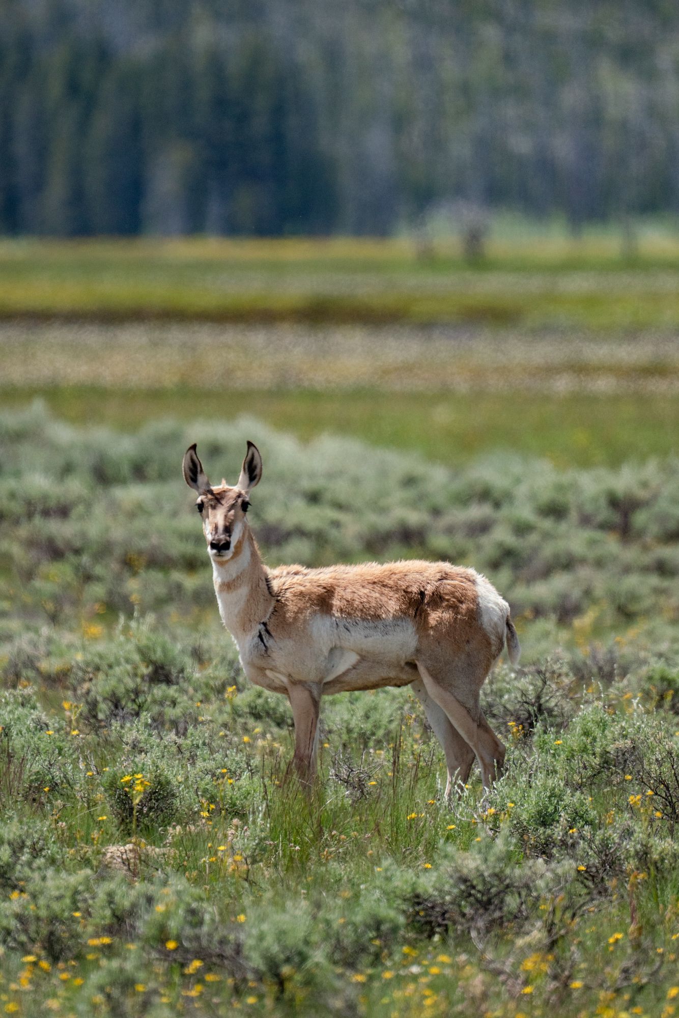 A deer is standing in a field of grass and flowers.