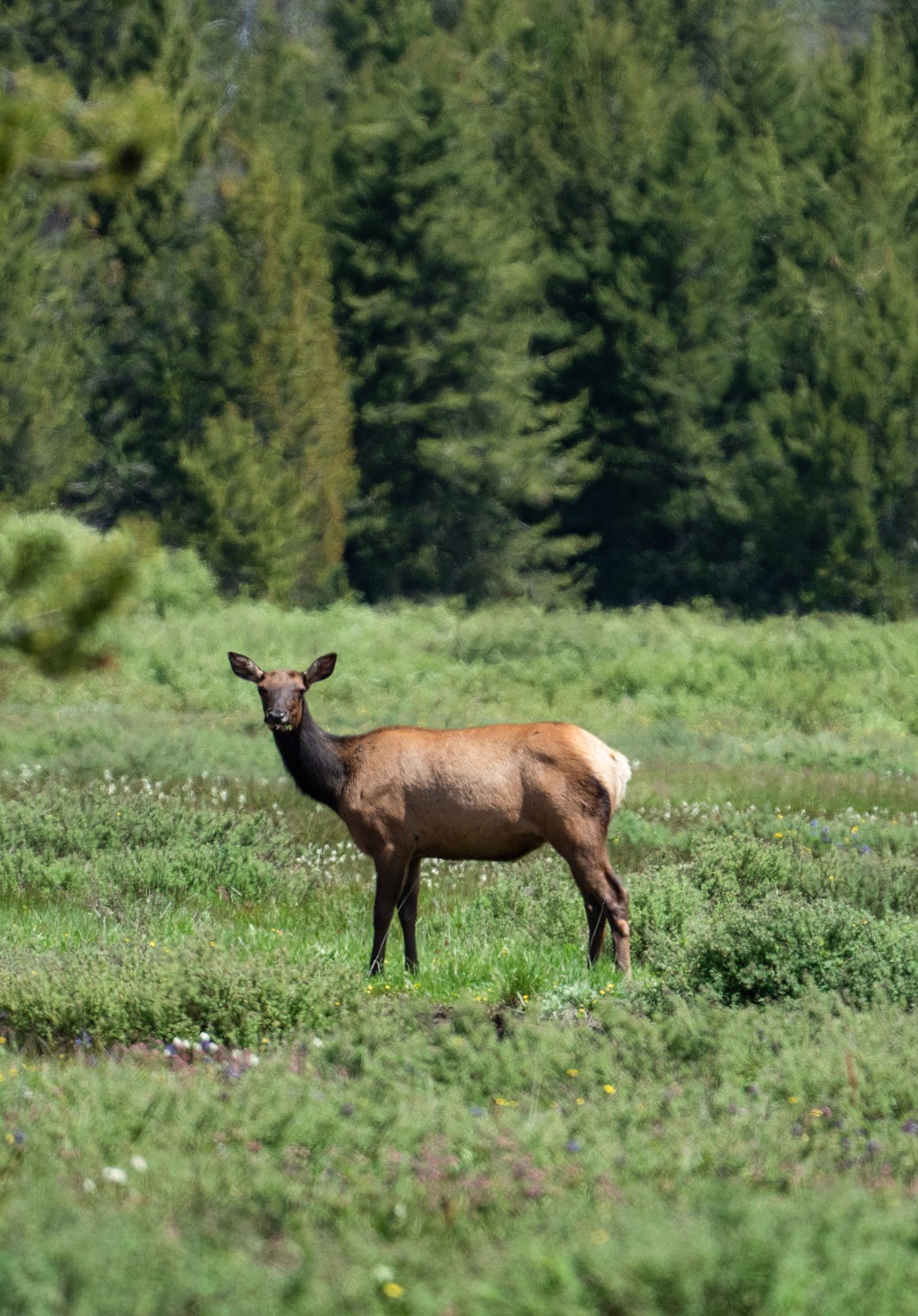A deer is standing in a grassy field with trees in the background.