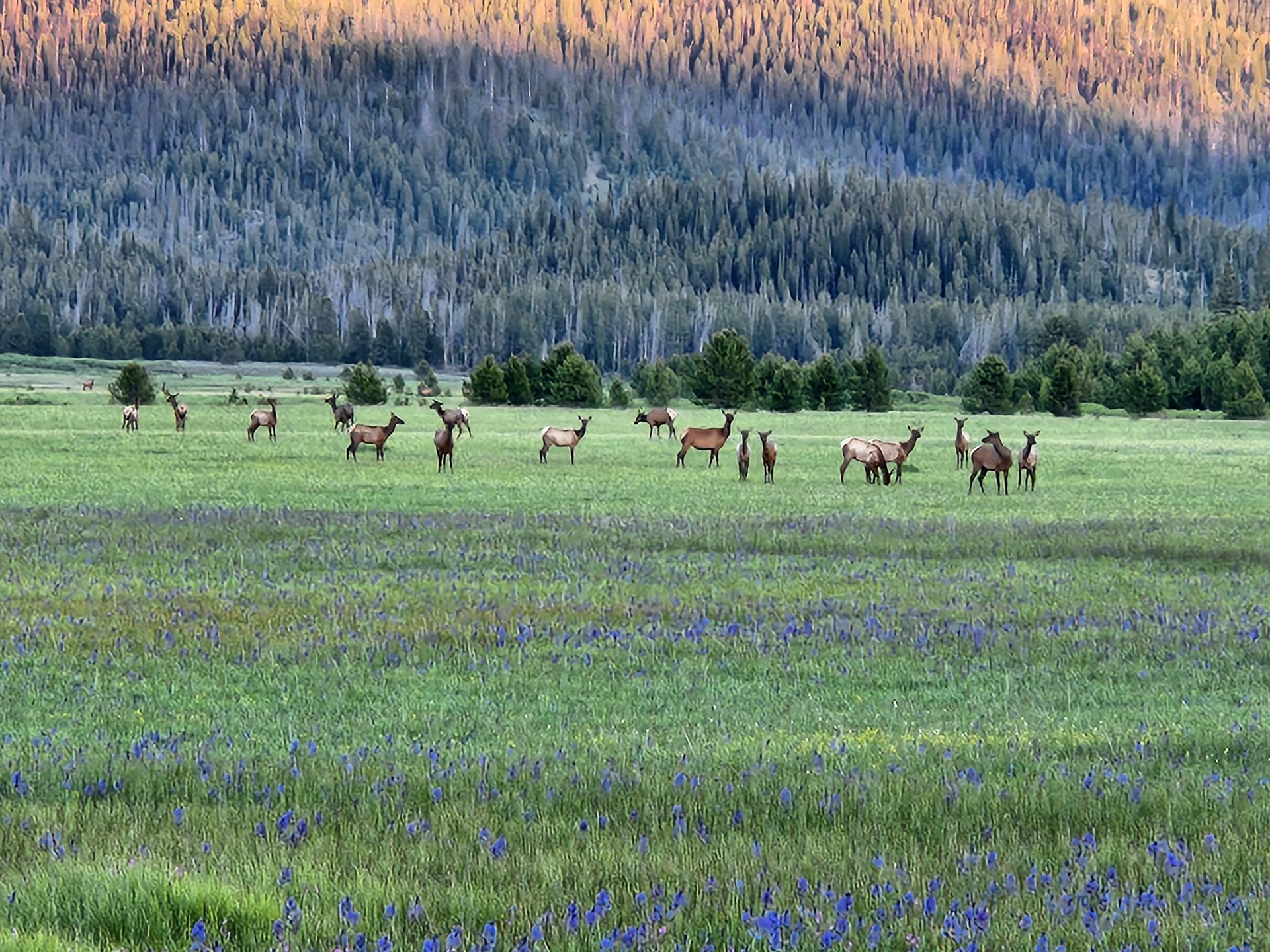 A herd of elk standing in a field of flowers.