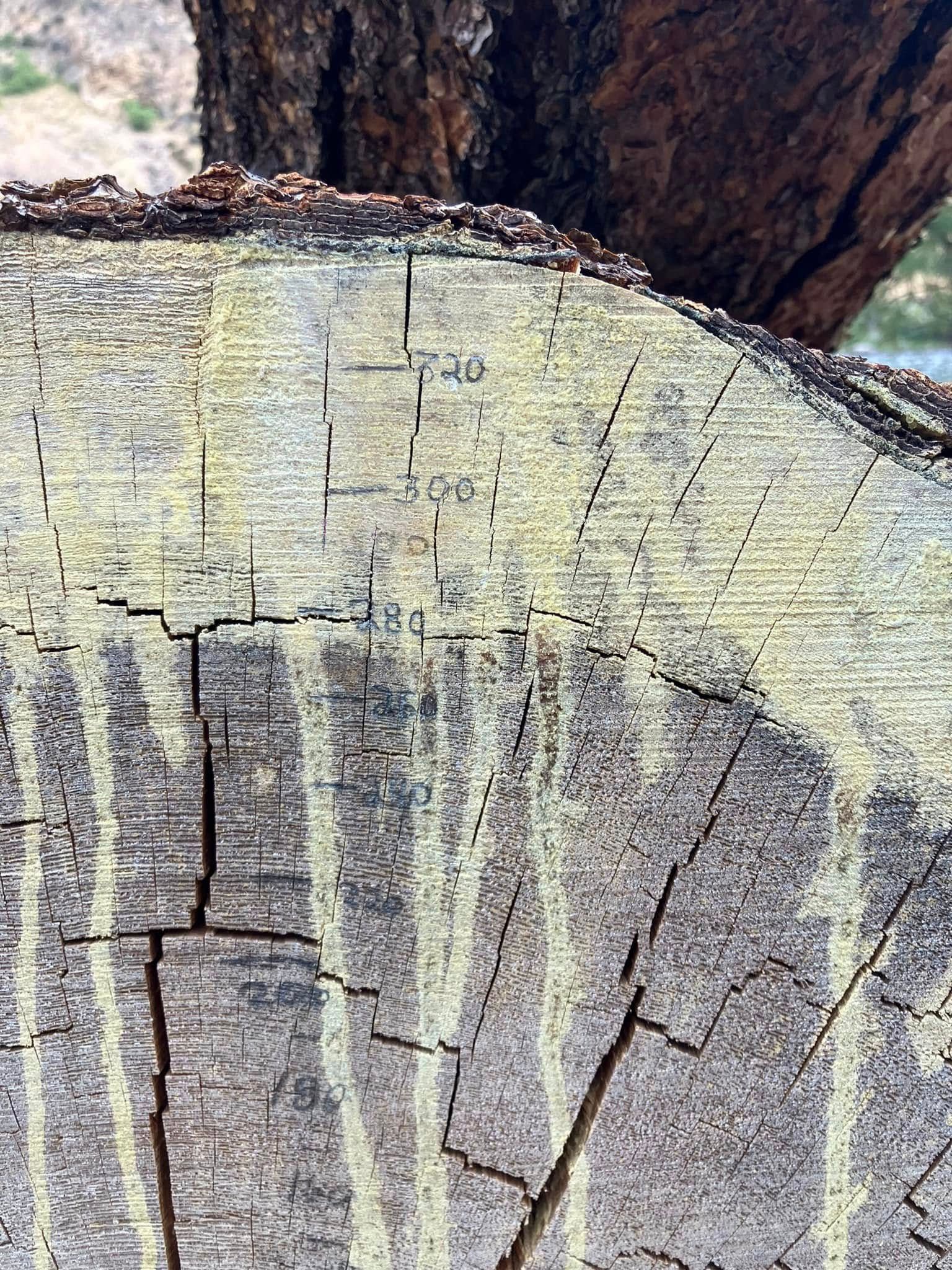 A close up of a tree stump with lichen growing on it.
