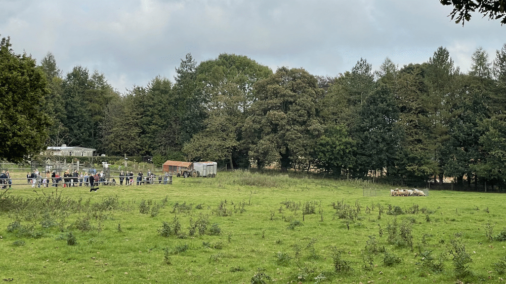 Jess the sheep dog doing her thing. Rounding up the sheep beautifully.