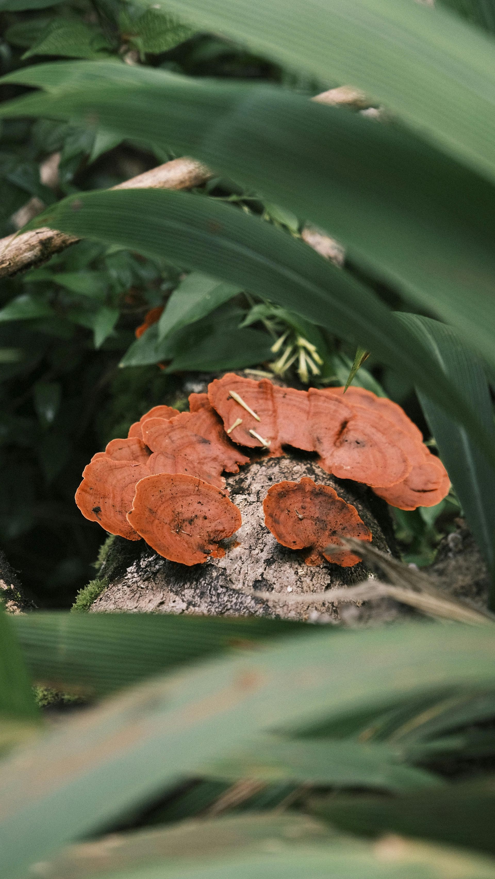 Brown bracket fungi growing on a mossy log, surrounded by green foliage.