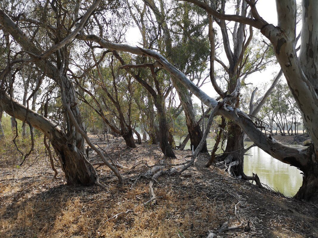 Thomson Hay Landscape Architects - Murray Downs Nature Reserve