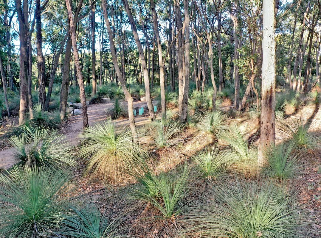Thomson Hay Landscape Architects - Project - Woowookarung - Dementia Friendly Forest & Sensory Trail
