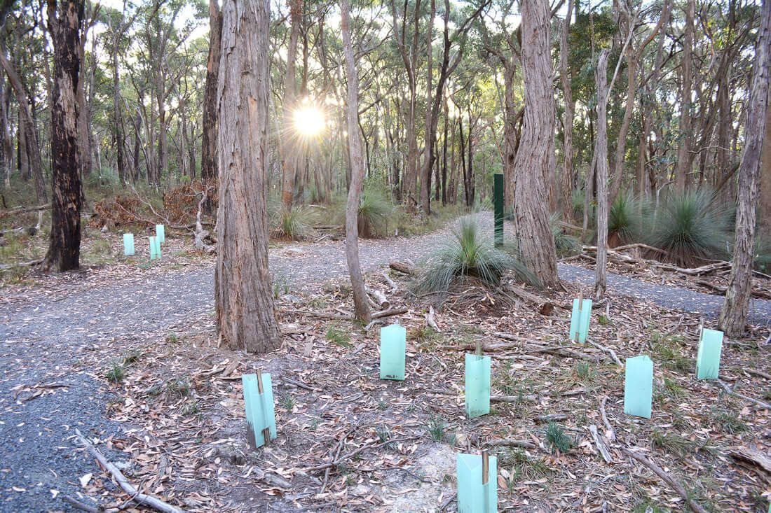 Thomson Hay Landscape Architects - Project - Woowookarung - Dementia Friendly Forest & Sensory Trail