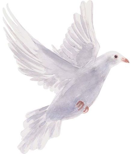 Robin J Smith-Verrilli