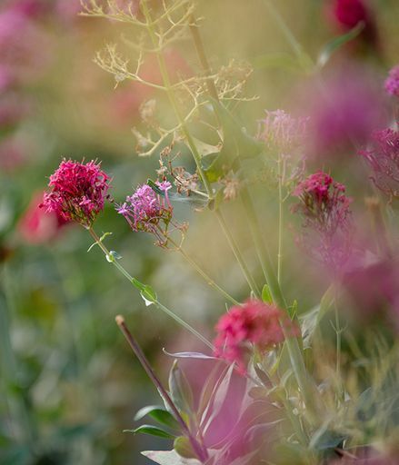 Betty Ann McClintock