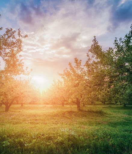 Kenneth M. Cummings Sr.