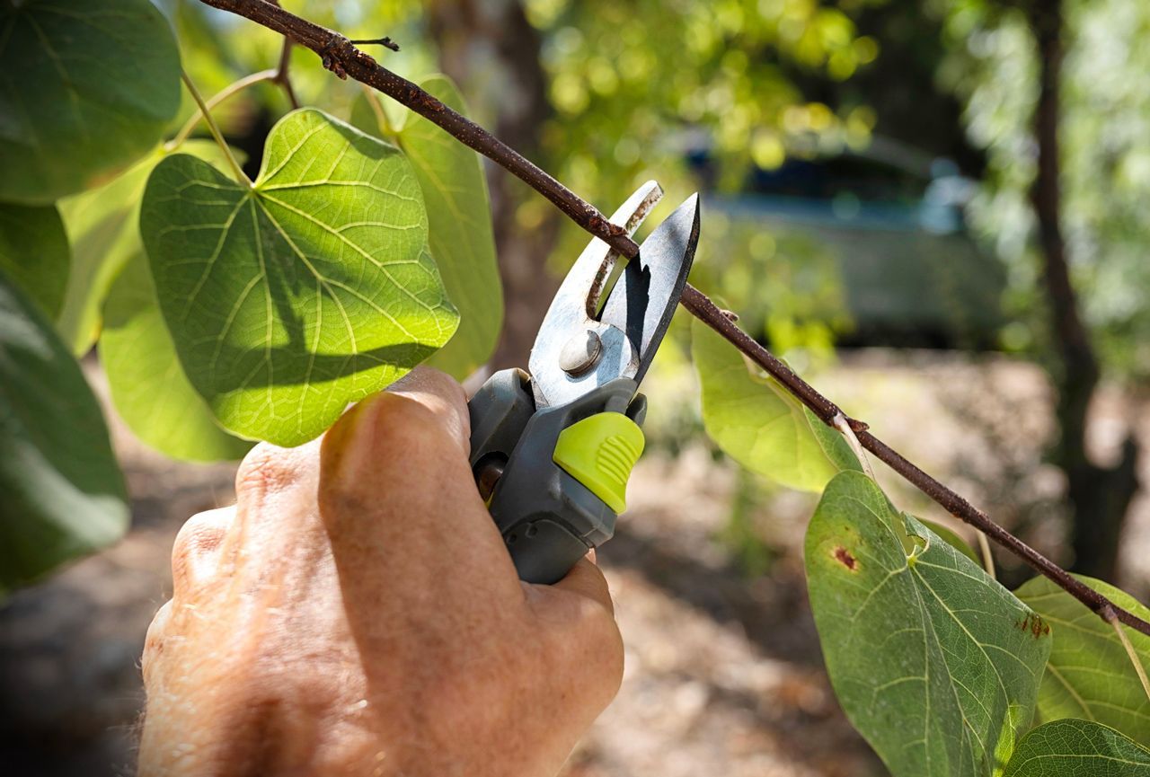A person is cutting a tree branch with a pair of scissors.