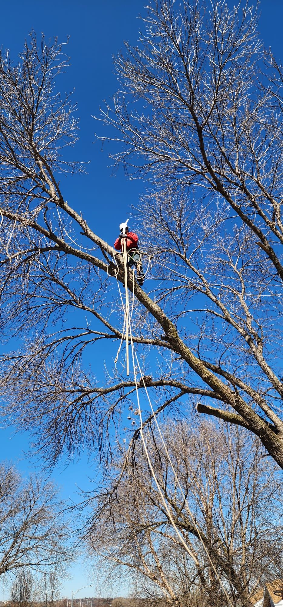 A man is cutting a tree stump with a chainsaw.