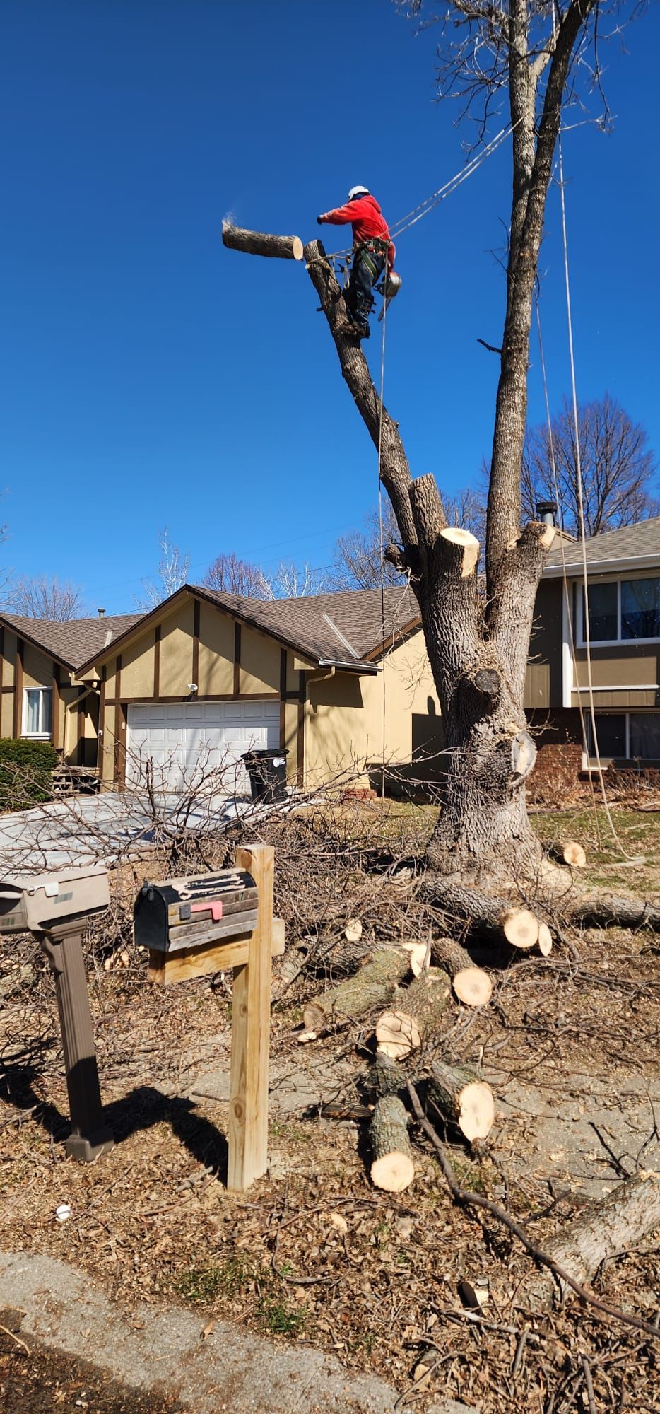 A person is cutting a tree branch with a pair of scissors.