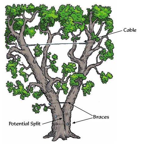 Cabling — Tree Cabling in Lathrop, MO